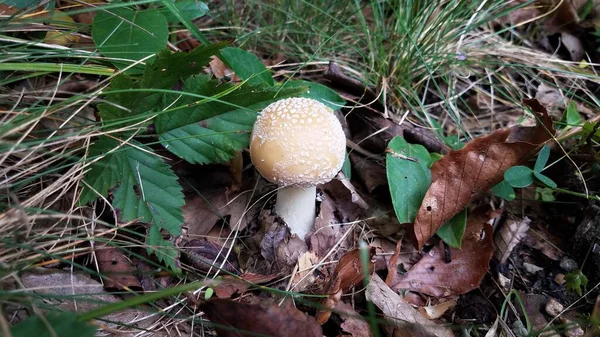 Bruine en witte paddestoel in bladeren en gras — Stockfoto