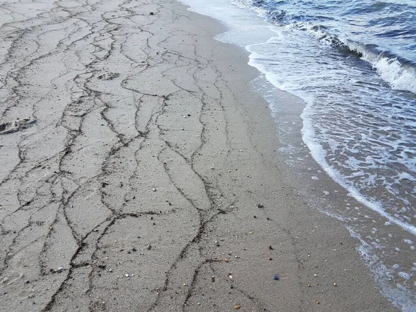 Водоросли на пляже с песком и водой — стоковое фото