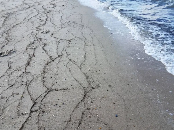 Seaweed on the beach with sand and water — Stock Photo, Image