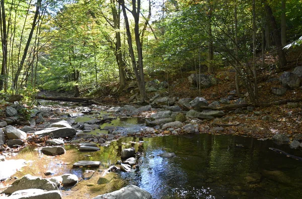 Arroyo o arroyo en el bosque con rocas y árboles — Foto de Stock