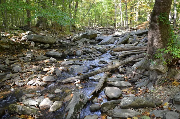 森林里有岩石和树木的溪流或小溪 — 图库照片