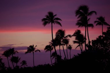 Gün batımı tropikal Beach Palm ağaçlar siluet. Turuncu günbatımı.