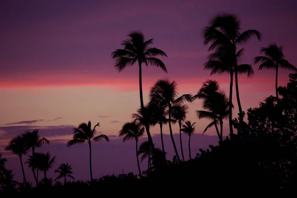 Silhouette de palmiers au coucher du soleil plage tropicale. Coucher de soleil orange . — Photo