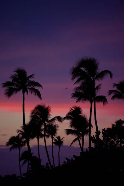 Silhouette de palmiers au coucher du soleil plage tropicale. Coucher de soleil orange . — Photo