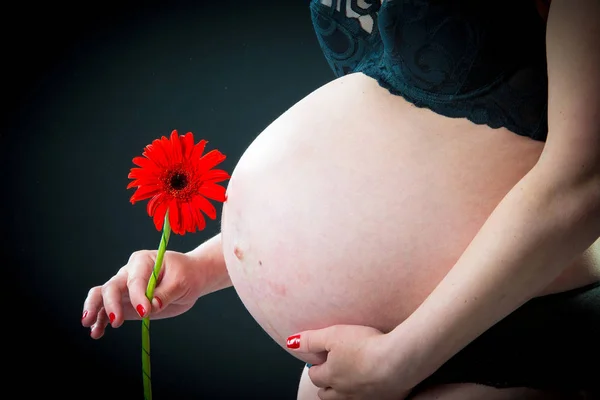黒い背景に赤いガーベラの花を持つ妊娠中のおなかのクローズアップ — ストック写真