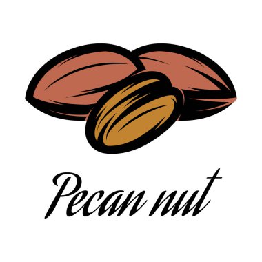 Pekan somun vektör rengi çizim.