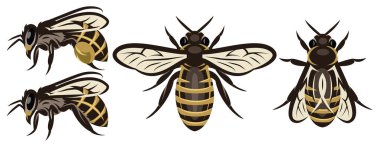 Farklı arılar. Tasarım elemanları. Renkli vektör illüstrasyonu.