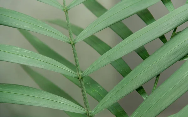 Hojas tropicales verdes — Foto de Stock