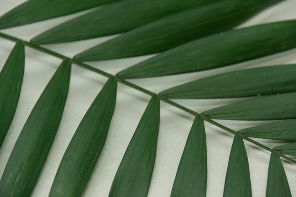 Hojas tropicales verdes — Foto de Stock