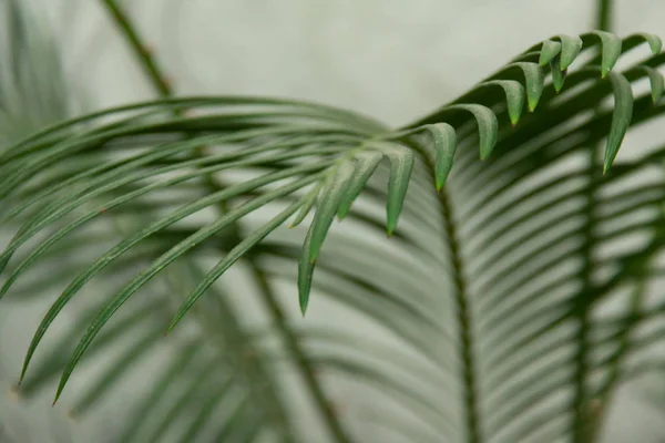 Hojas tropicales verdes — Foto de Stock