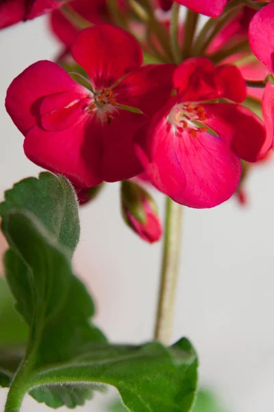 Kızıl sardunya çiçeği — Stok fotoğraf