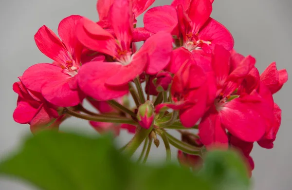 Scarlet Geranium bloem — Stockfoto