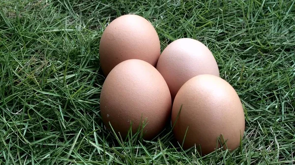 Egg Grasss Fresh Farm — Stock Photo, Image