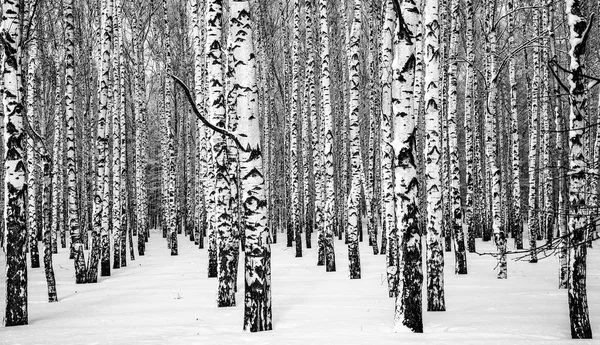 Havas téli birches fekete-fehér — Stock Fotó