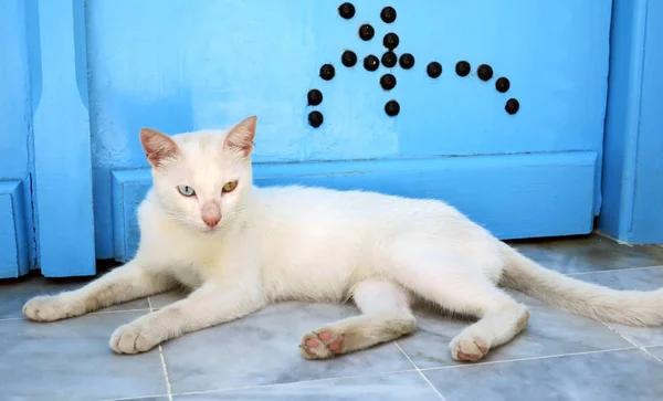 Gato Rua Com Olhos Multicoloridos Descansando Perto Porta Sidi Bou — Fotografia de Stock