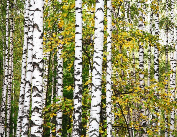 Troncs Bouleau Automne Avec Des Feuilles Colorées — Photo