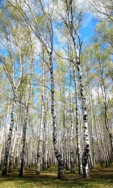 Весенние березы на голубом небе — стоковое фото