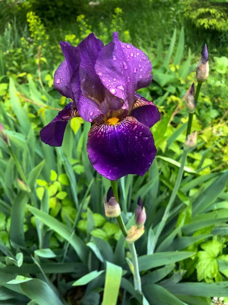 Purple iris close up with raindrops on green natural background — Stock Photo, Image