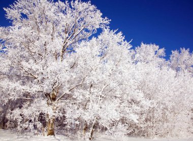 Güzel kar mavi gökyüzünde kış ağaçları kaplı