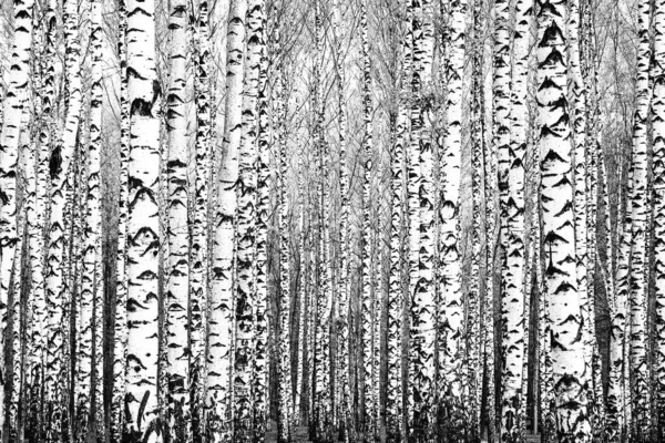 Spring trunks of birch trees black and white — Stock Photo, Image