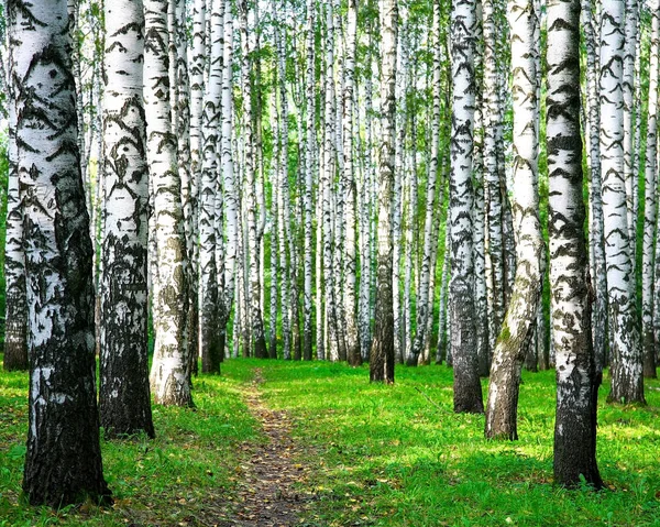 Sentier pédestre dans une forêt d'automne de bouleaux — Photo