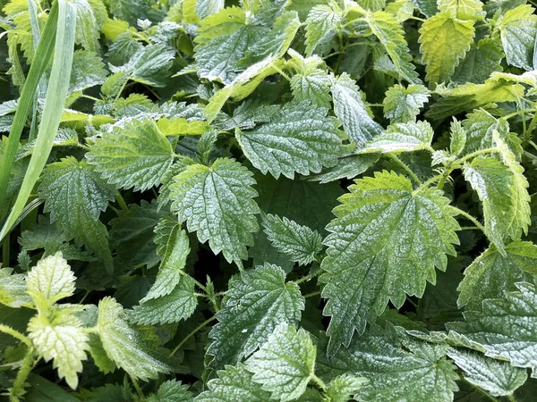 First morning autumn frost on nettle leaves — Stock Photo, Image