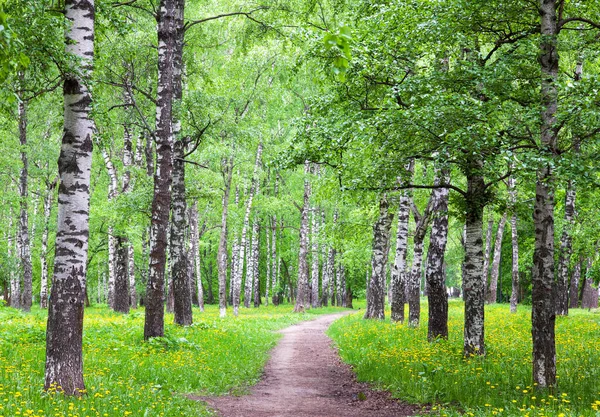 Wandelpad Met Bloeiende Paardebloemen Een Lente Berkenbos — Stockfoto