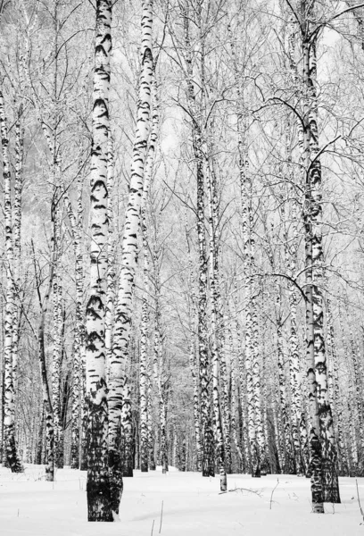 Betulle Invernali Con Rami Innevati Bianco Nero — Foto Stock