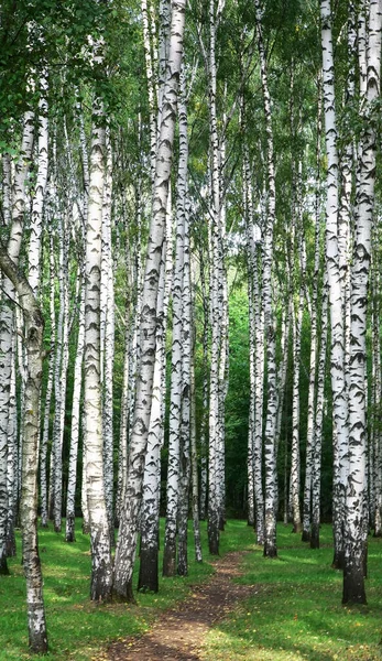 Primeras Hojas Amarillas Otoño Bosque Abedules — Foto de Stock