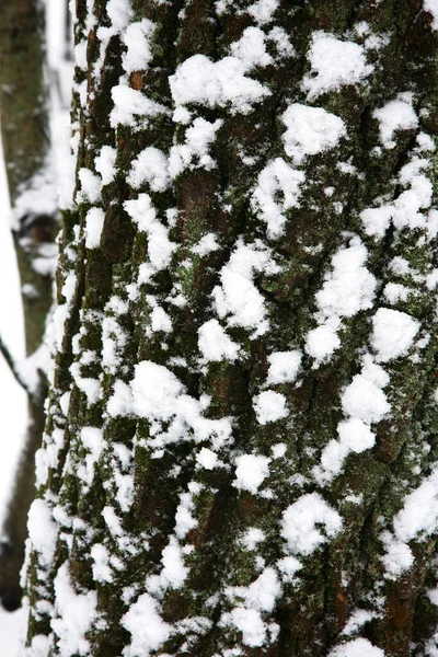 Ağaç Kabuğunun Dokusu Beyaz Kar Yeşil Yosunlarla Kaplı — Stok fotoğraf