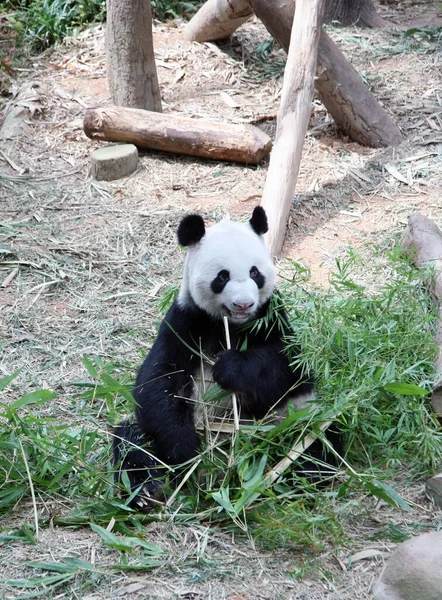 Carino Gigante Panda Orso Mangiare Bambù — Foto Stock