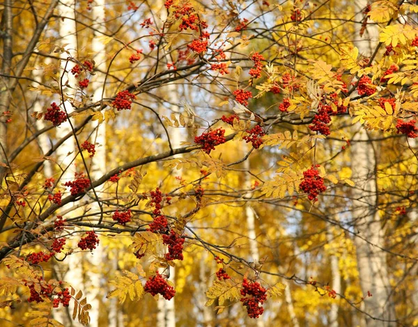 Rowan Strom Červenými Bobulemi Žlutými Podzimními Listy — Stock fotografie
