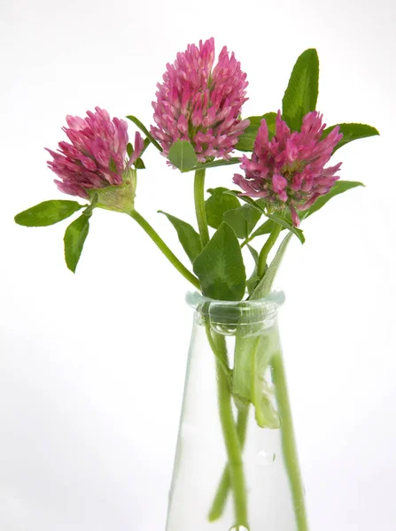 Fresh red clover (trifolium pratense) flowers in glass vase on a white background