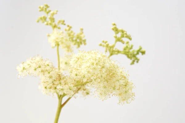 Krzew Białych Kwiatów Białym Tle — Zdjęcie stockowe