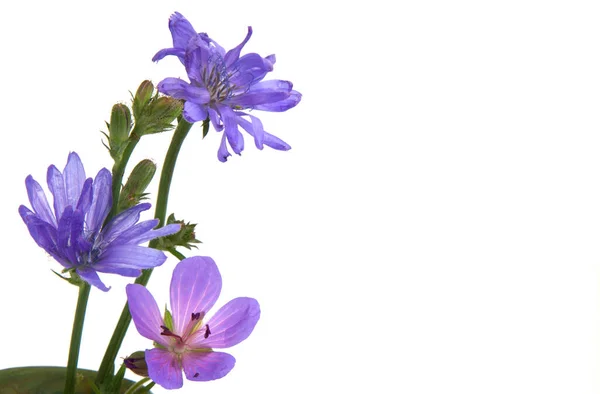 Chicory Flowers White Background — Stock Photo, Image