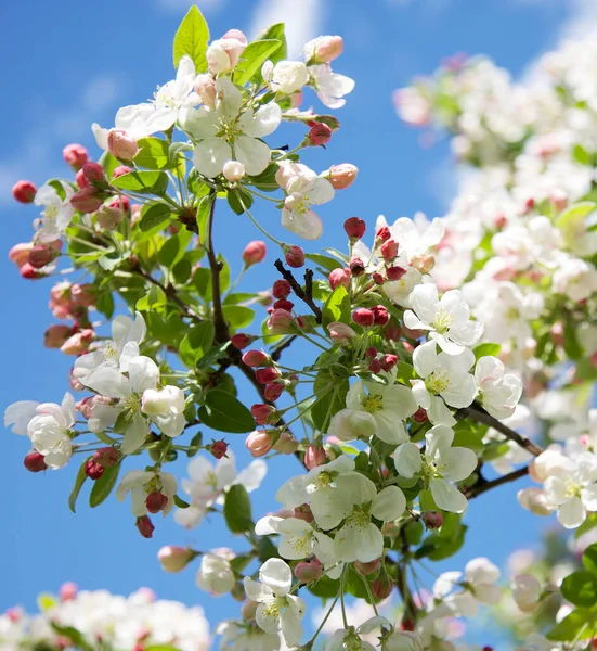 Filial Ett Blommande Äppelträd Med Vita Blommor Och Röda Knoppar — Stockfoto