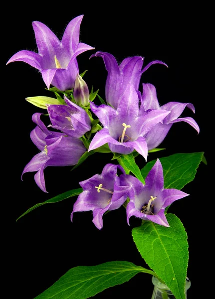 黑色背景上的大型钟花 Campanula Latifolia — 图库照片