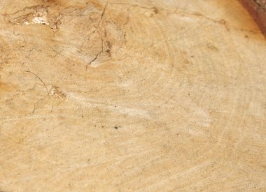 Arka plan olarak kesilen ağaç gövdesinin yıllık halkaları ve dokusu