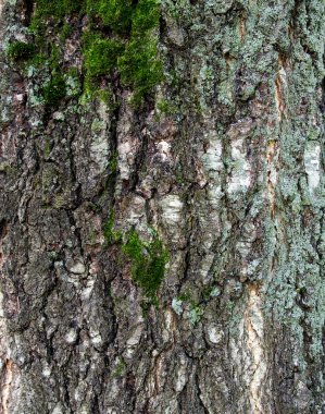 Arka planda eski huş ağacı yosunları olan ağaç kabuğu