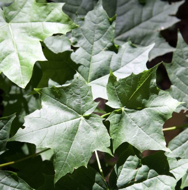 Akçaağaç güneş ışığında doğal bir arka plan olarak ayrılır.