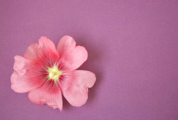 Ανοιχτό Μωβ Φόντο Χαρτί Μεγάλο Λουλούδι Lavatera — Φωτογραφία Αρχείου