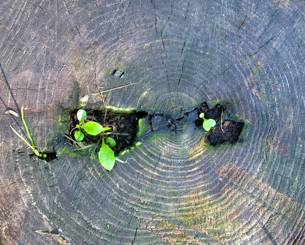 Pierścienie Roczne Starego Drzewa Tekstura Pnia Tarcicy Rosnącą Zieloną Trawą — Zdjęcie stockowe