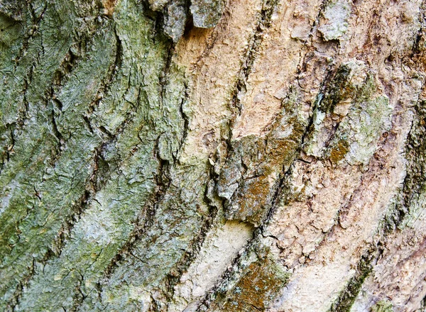 Natürliche Mehrfarbige Rinde Eines Alten Gesägten Baumes — Stockfoto