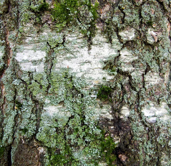 Écorce Texturée Vieux Bouleau Avec Des Morceaux Mousse Verte — Photo