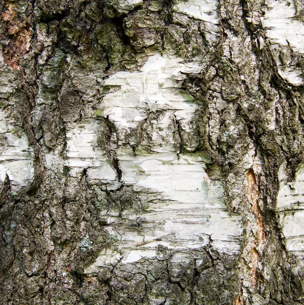 Getextureerde Schors Van Een Oude Berk Met Stukjes Berkenschors — Stockfoto