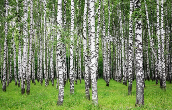 夏日公园里一排细长的雪白的桦树 — 图库照片