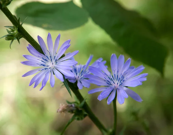 Blue Chicory Flowers Stem Sunlight Back — Stock Photo, Image