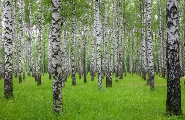 Bosque Abedul Hierba Verde Una Mañana Verano —  Fotos de Stock