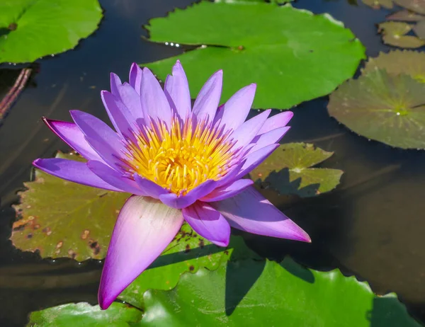 Lavender-colored lotus in a pond in the bright rays of the sun