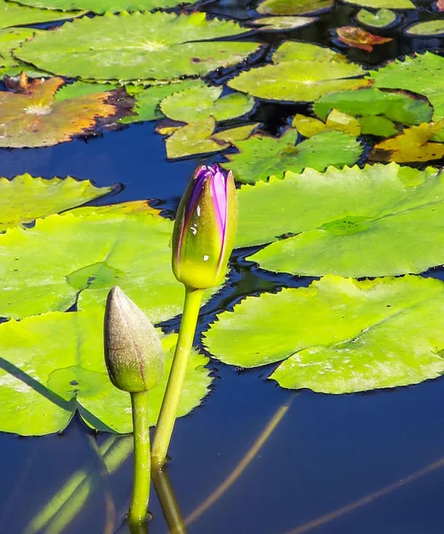 Pink lotus bud in the morning sun